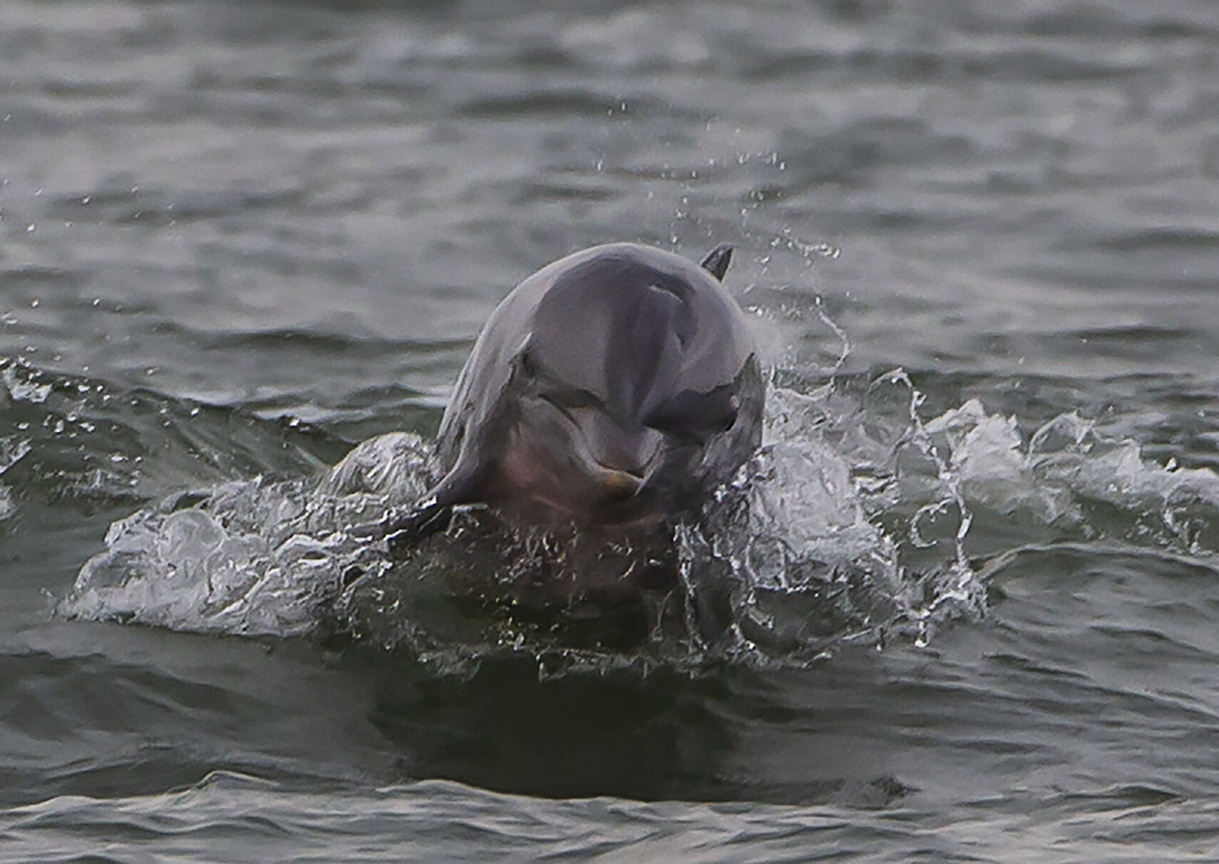 Dolphin Tours